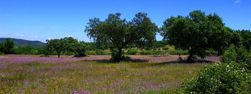 bloemenlandschap-opwegnaarfuenteobejuna