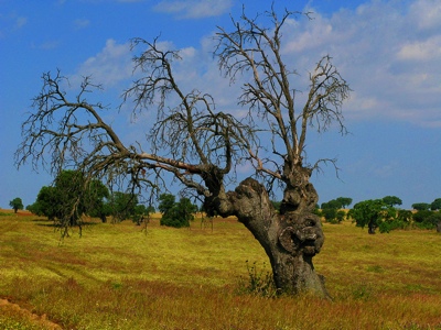 boomopwegnaarpenaroya