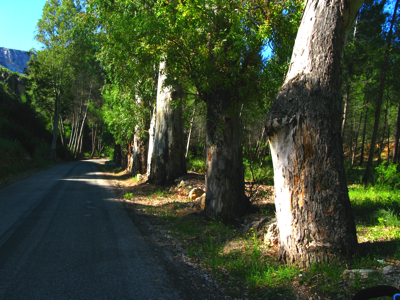 eucalyptusbomen