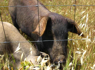 patanegra