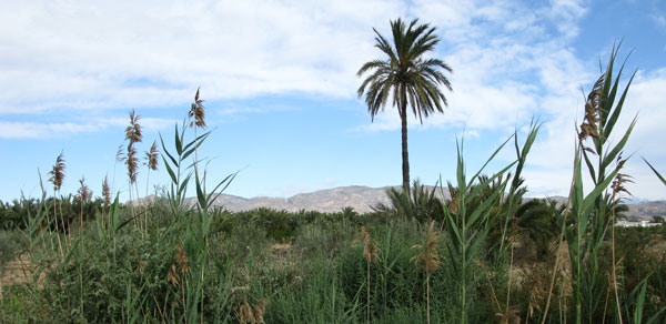Palmen bij Elche
