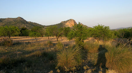 Penarubia