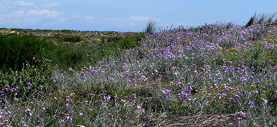 Duinen