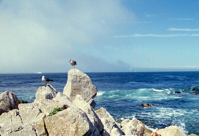 Mist in Monterey