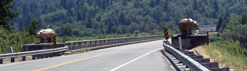 Klamath beren 2005