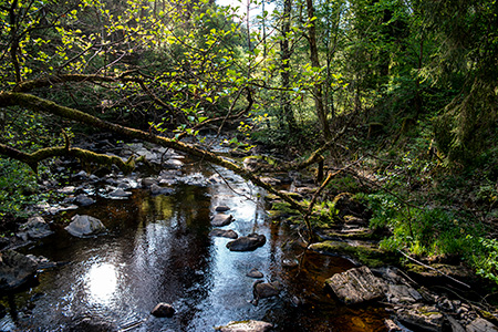 20220518-rurpadvanafmonschau