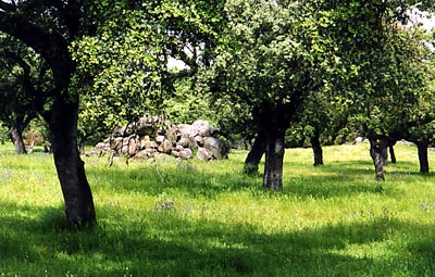 Dolmen in de Dehesa