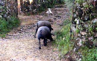 Patas Negras