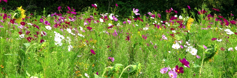 bloemenveld
