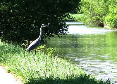 reiger-1