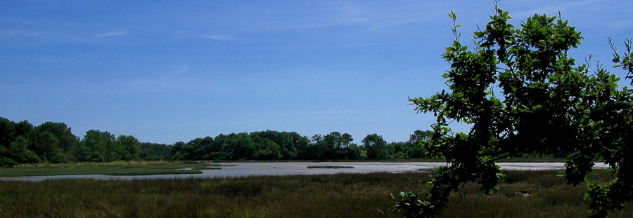 slikkenschorren