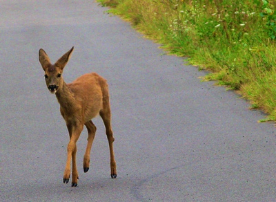 wildopdeweg