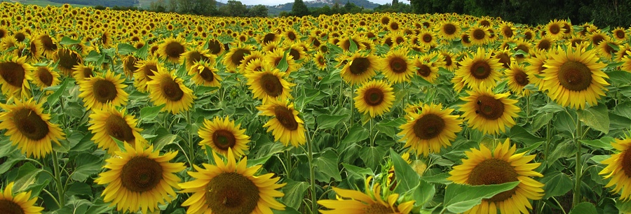 zonnebloemen