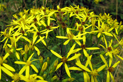 gelebloemen