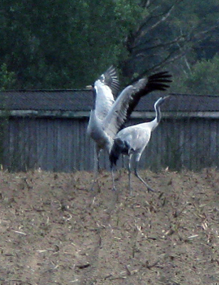 kraanvogels
