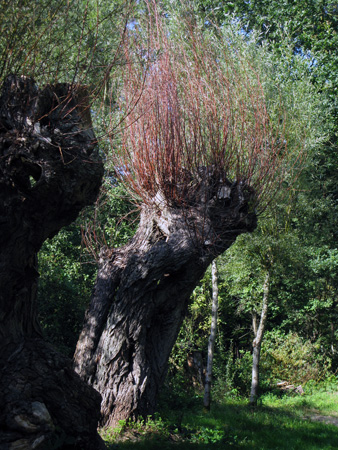 ruegen-boom