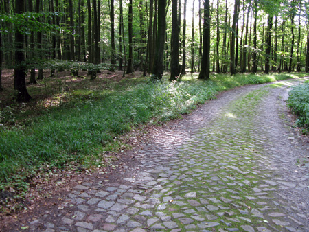 ruegen-jasmundpark