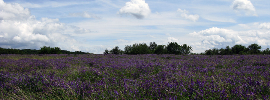 heidveldjevoorthionville