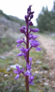 orchidee.jpg