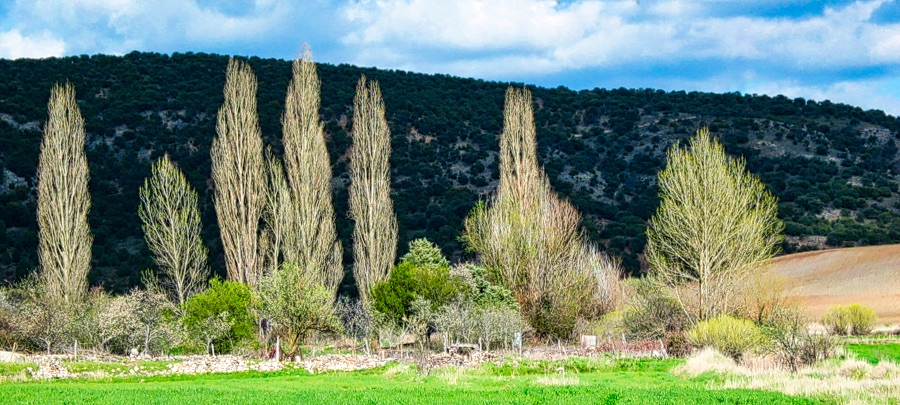 salinas3
