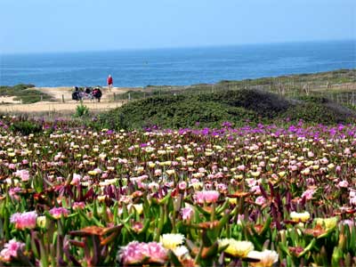 Bloemenkust