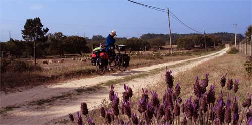 Zandweggetje met lavendel