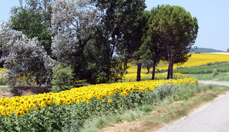 zonnebloemen2