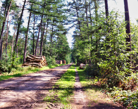 0825-doorsteekLiesnerwald