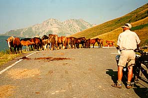 paarden