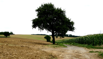 Boerenland