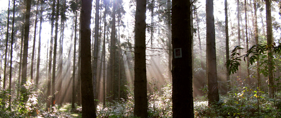 boslicht