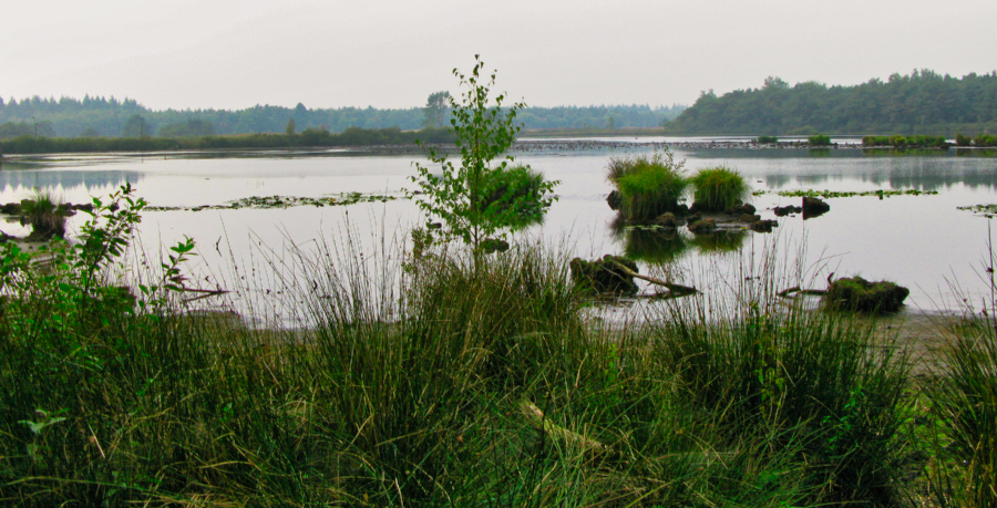 malpieven