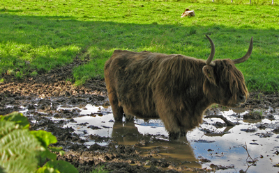 Buffel