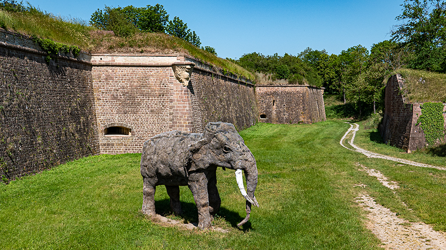 20230531-olifant