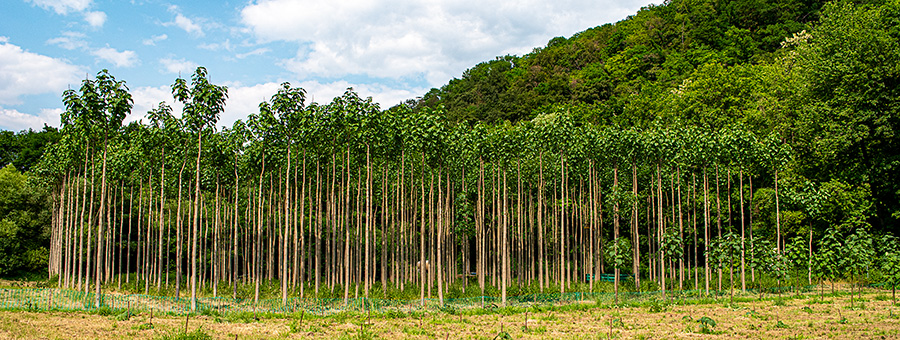 20230606-keizersbomen